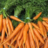 CAROTTES BOTTES