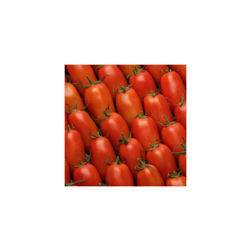 Tomate allongée (roma)