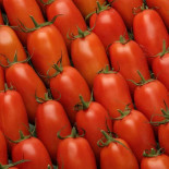 Tomate allongée (roma)