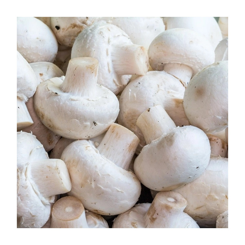 Champignon