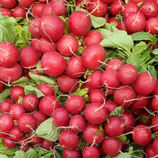 Radis rouge