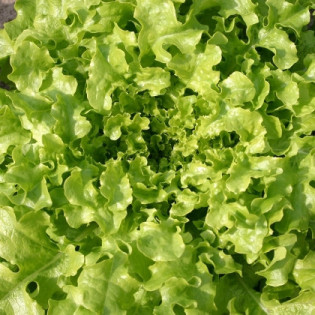 Salade feuille de chêne Verte
