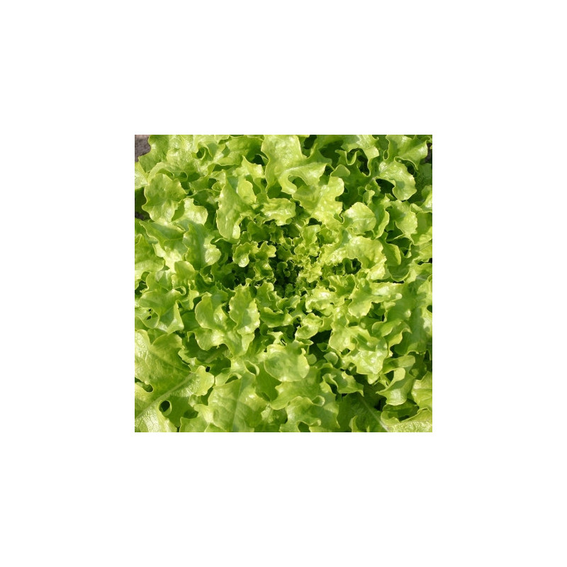 Salade feuille de chêne Verte