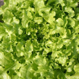 Salade feuille de chêne Verte