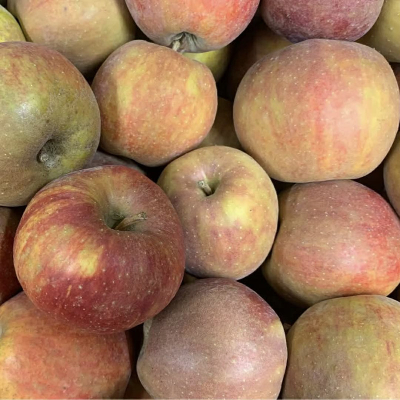 Pomme Boscoop