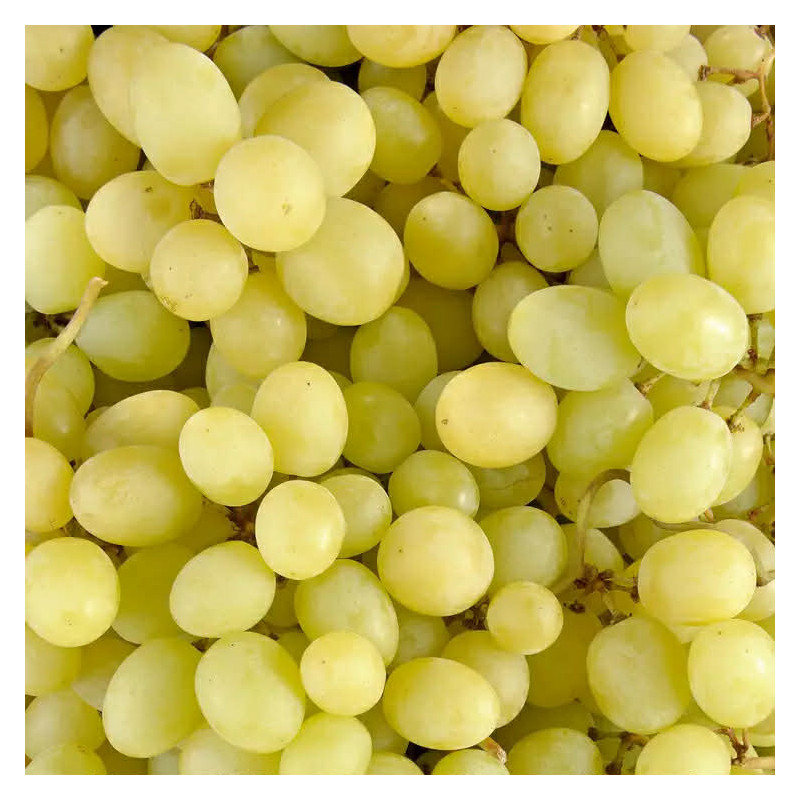 Raisin blanc