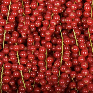 Groseille 500G