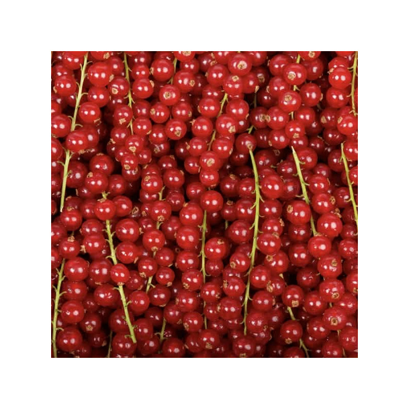 Groseille 500G