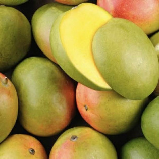 Mangue Bateau