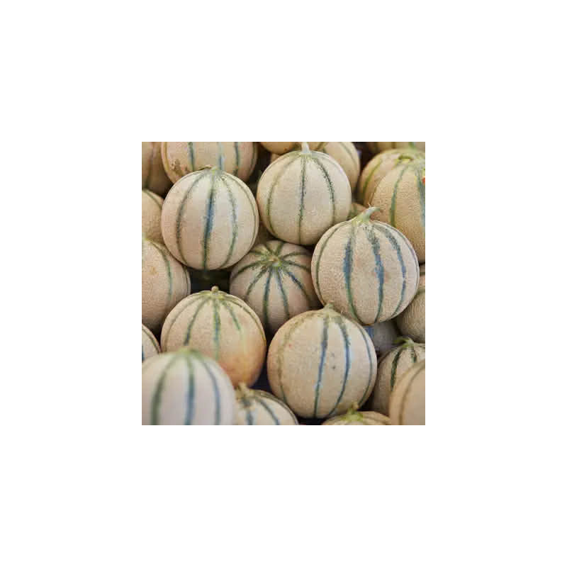 Melon francais