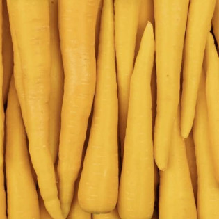 Carotte Jaune