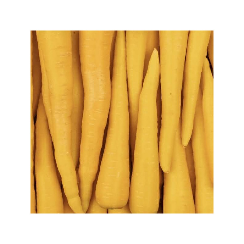 Carotte Jaune
