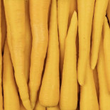 Carotte Jaune