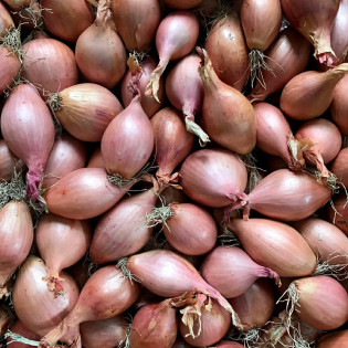 Echalottes