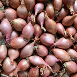 Echalottes