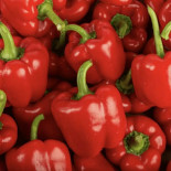 Poivrons rouge
