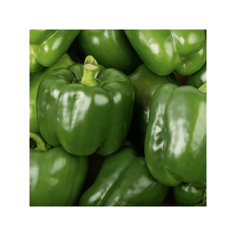 Poivrons vert