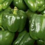 Poivrons vert