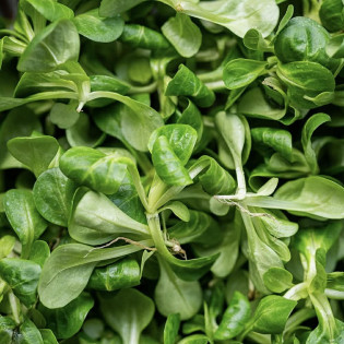 Salade de blé