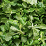 Salade de blé
