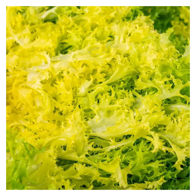 Salade frisée jaune