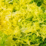 Salade frisée jaune