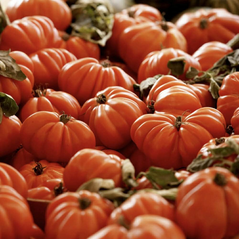 Tomates coeur de boeuf