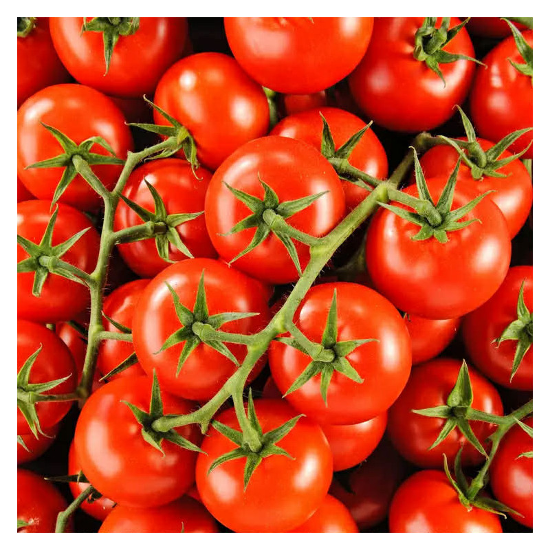 Tomate grappe