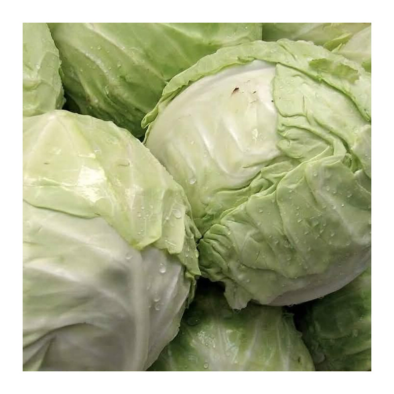 Chou Blanc