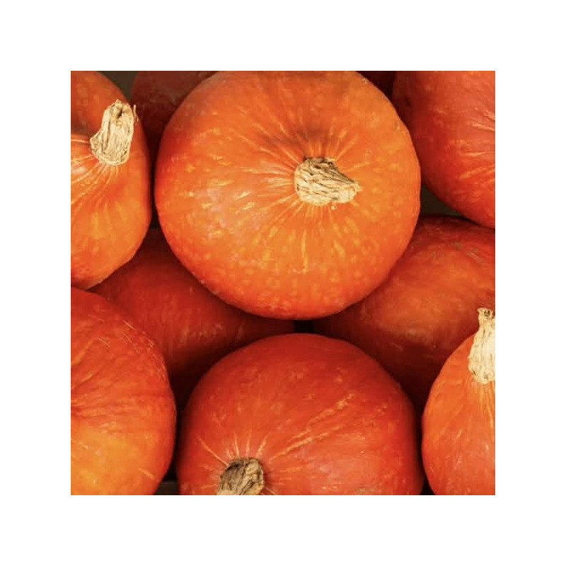 Potimarron