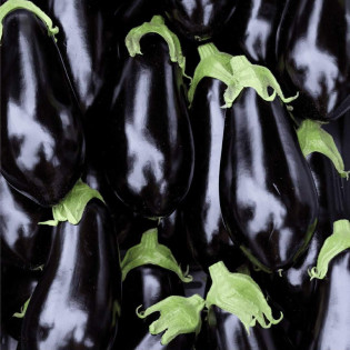 Aubergine