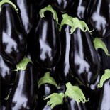 Aubergine