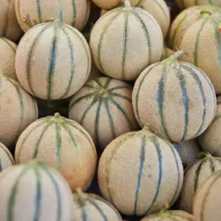 Melon  EXTRA PROMO FRANCE
