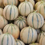 Melon  EXTRA PROMO FRANCE