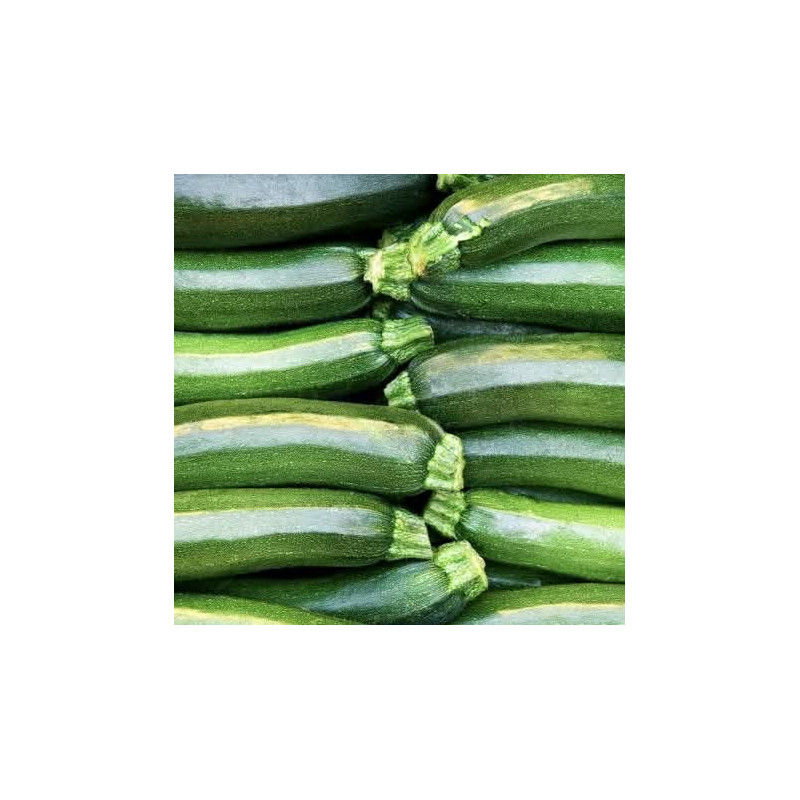Courgette lot de 3 pièces
