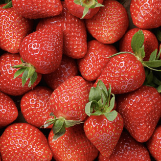 Fraise promo (2 barquettes)