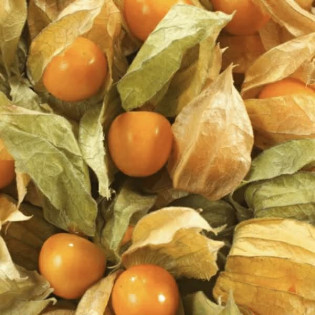 Physalis
