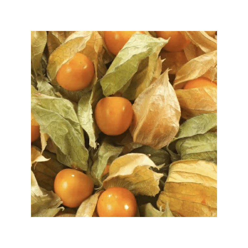 Physalis
