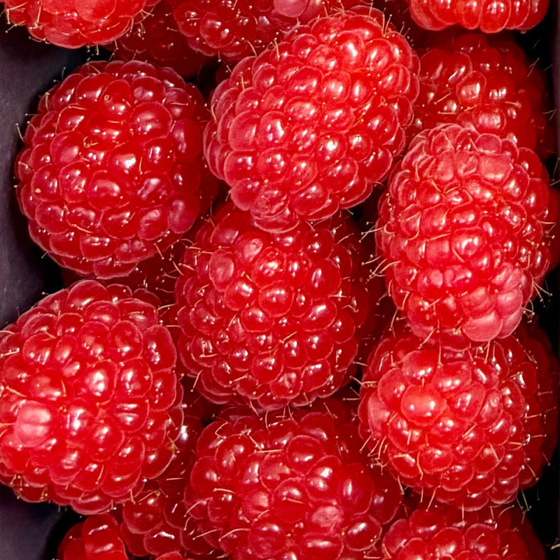 Framboise