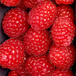 Framboise