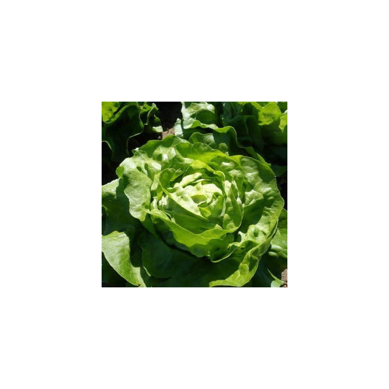 Salade Promo (2 Laitue)