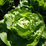 Salade Promo (2 Laitue)