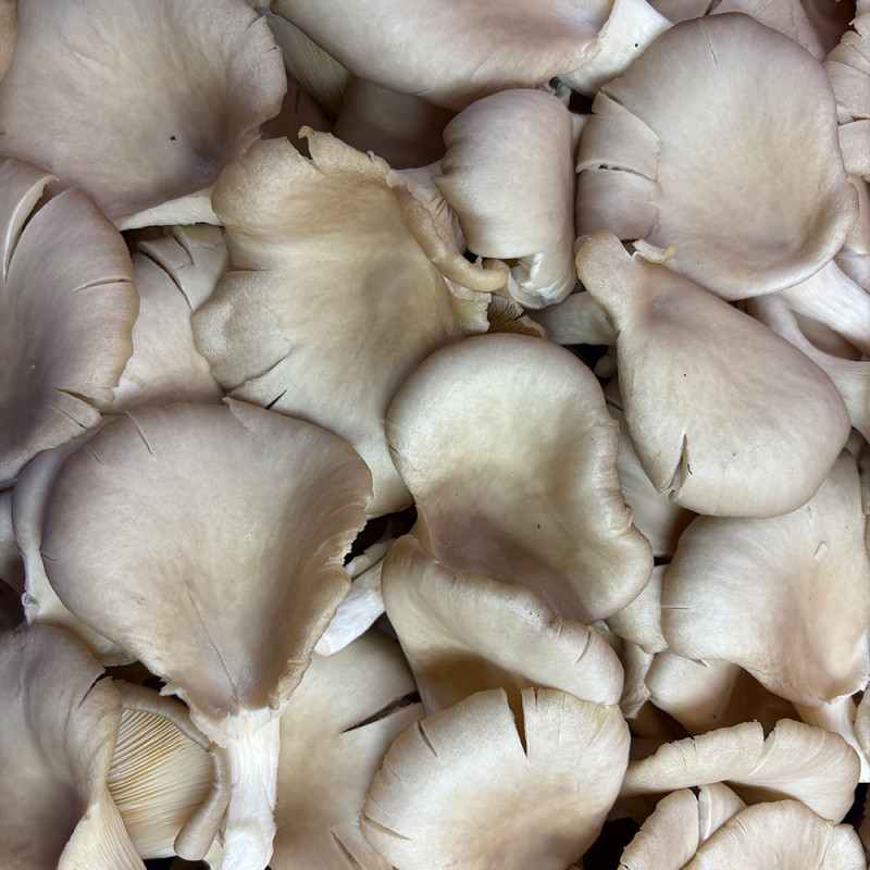 Pleurotes