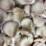 Pleurotes