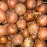 Oignons