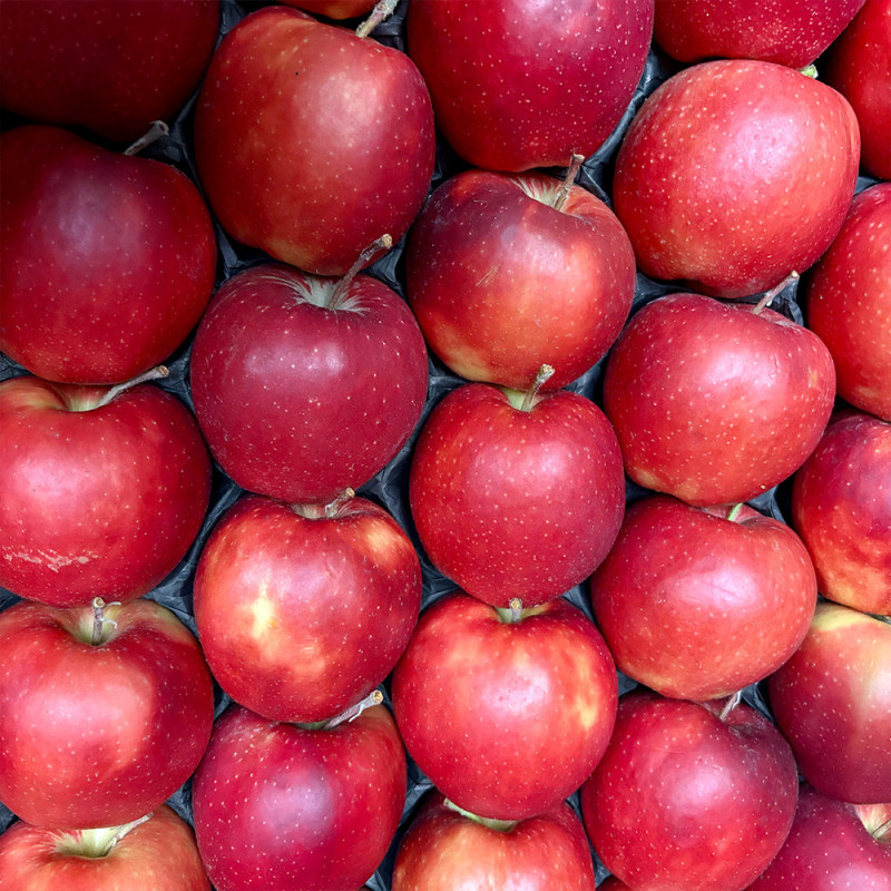 Pomme jonagold