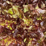 Salade feuille de chêne Rouge