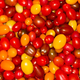 Tomate multicolore