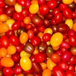 Tomate multicolore